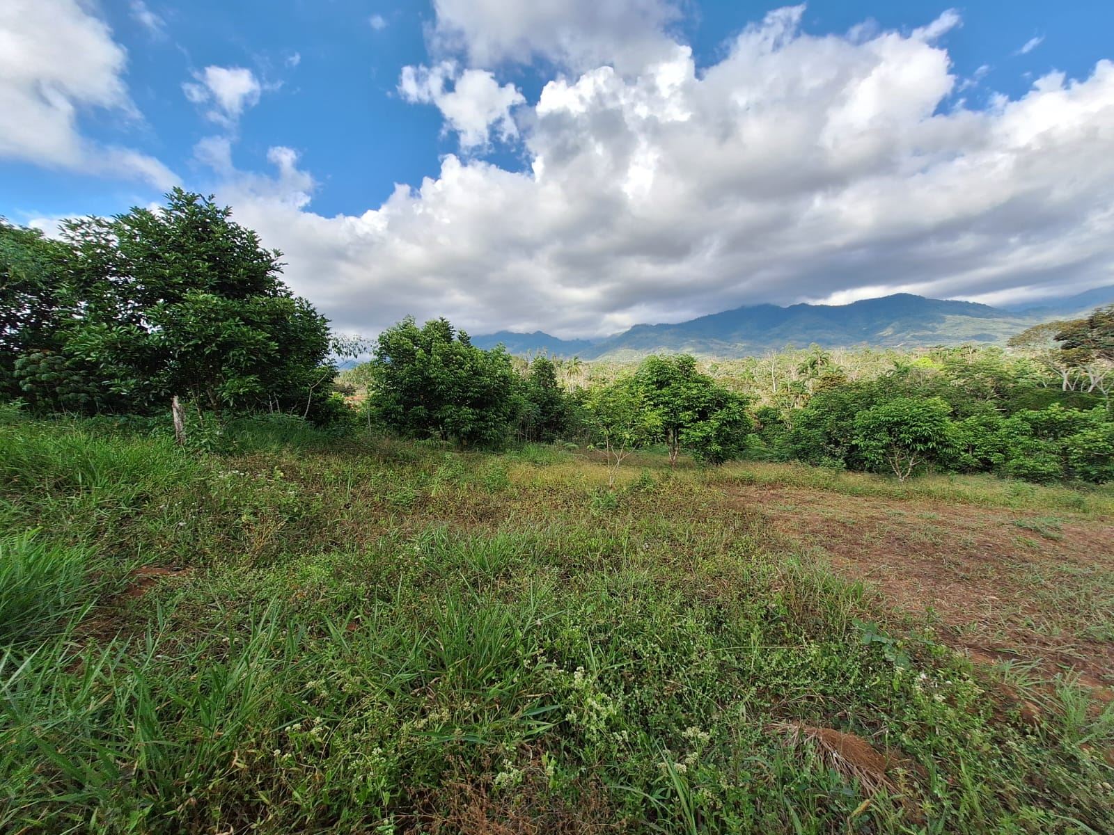 RE/MAX real estate, Costa Rica, Pérez Zeledón, Fruit producing farm with view, electricity and water availability. 